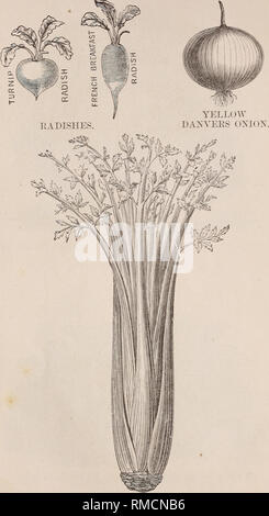 . Jährliche beschreibende und illustrierte Katalog der echten Wethersfield Garten und landwirtschaftliches Saatgut, landwirtschaftliche Geräte, Maschinen, etc.: 1874. Baumschulen (Gartenbau) Connecticut Kataloge; Gartenarbeit Connecticut Ausrüstungen und Zubehör Kataloge; Samen Connecticut Kataloge. SAXDRIXGHAM ZWERG WEISSER SELLERIE.. Bitte beachten Sie, dass diese Bilder sind von der gescannten Seite Bilder, die digital für die Lesbarkeit verbessert haben mögen - Färbung und Aussehen dieser Abbildungen können nicht perfekt dem Original ähneln. extrahiert. R.D. Hawley &Amp; Co; Henry G. Gilbert Baumschule und Saatgut Trad Stockfoto