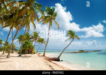 Blauer Himmel, Kokosnüsse, Bäume, türkisfarbenes Wasser und goldenen Sandes, Caravelle Beach, Saint Anne, Guadeloupe, French West Indies. Stockfoto