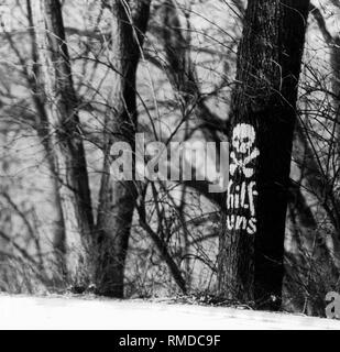 Baumstamm mit totenkopf und gekreuzten knochen: Protest von unbekannten Umweltschützer am Isarhochufer in der Engel des Stück in München. Stockfoto