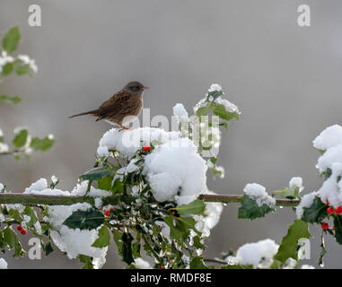 Dunnock im Schnee, Großbritannien Stockfoto