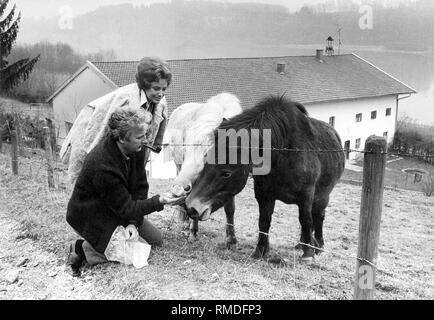 Das ehepaar Veit Relin und Maria Schell feed Ponys in einer Wiese. Stockfoto