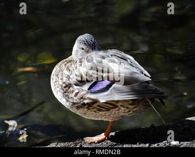 Eine weibliche Stockente (Anas platyrhynchos) schläft mit einem Franklin Canyon Teich, Los Angeles, CA, USA. Stockfoto