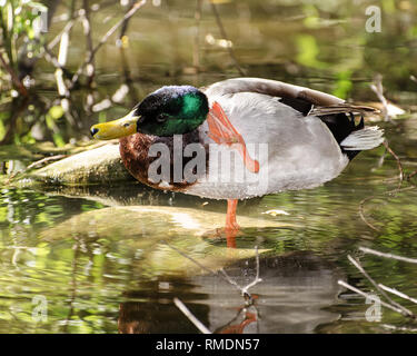 Eine Stockente (Anas platyrhynchos) preens selbst in Franklin Canyon, Los Angeles, CA, USA. Stockfoto