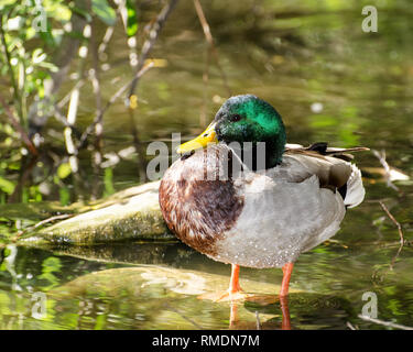 Eine Stockente (Anas platyrhynchos) preens selbst in Franklin Canyon, Los Angeles, CA, USA. Stockfoto