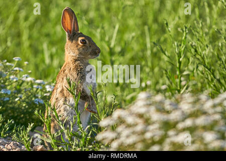 Gemeinsame oder Europäischen Kaninchen (Oryctolagus cuniculus), Andalusien. Spanien Stockfoto