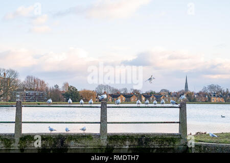 Möwen auf dem Geländer der Woodberry Down Reservoir, Manor House, Stoke Newington, nördlich von London gesäumt, als die Sonne sinkt, Großbritannien Stockfoto