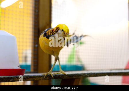 Goldener Fasan. Vogel posiert für die Kamera. Stockfoto