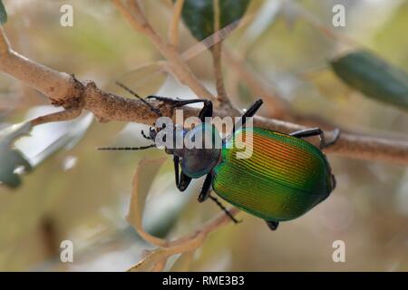 Wald caterpillar Hunter (Calosoma sycophanta), ein Käfer der Nahrungssuche in einer Steineiche (Quercus ilex) Baum auf der Suche nach Schwammspinner Raupe (Ly Stockfoto