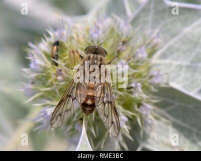 Eine streng Nektar stillen Pferdebremse (Pangonius striatus), endemisch auf Sardinien, Fütterung auf Sea Holly Blumen (Eryngium maritimum) auf einem Strand, Sardinien, Stockfoto