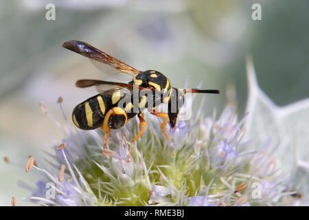 Parasitoiden Wasp (Leucospis gigas) Fütterung auf Sea Holly Blumen (Eryngium maritimum) auf einem Strand, Sardinien, Italien, Juni. Stockfoto