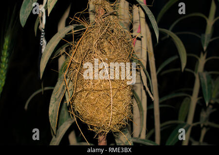 Kolibri Nest in einem Park. Stockfoto