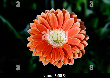 Schöne Orange Gerbera Blumen an einem bewölkten Tag Stockfoto