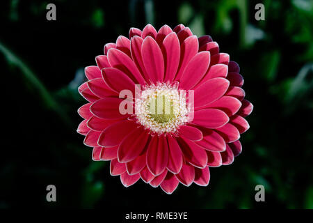 Schöne rosa Gerbera Blumen an einem bewölkten Tag Stockfoto