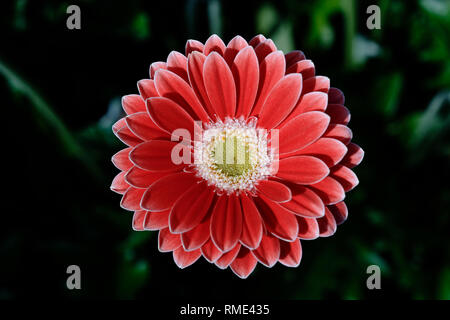 Schöne orange/rot Gerbera Blumen an einem bewölkten Tag Stockfoto