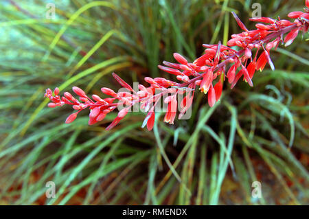 Lange Stengel der Red Yucca Pflanze hat Cluster von roten Blumen blühen aus dem Schaft. Stockfoto