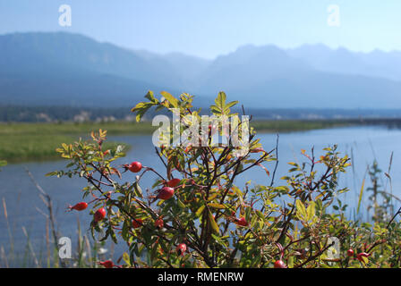 Reflexion der Rockies im Quellgebiet des Columbia River im Südosten von British Columbia hinzufügen, um die Schönheit dieser wichtigen Feuchtgebiet. Stockfoto