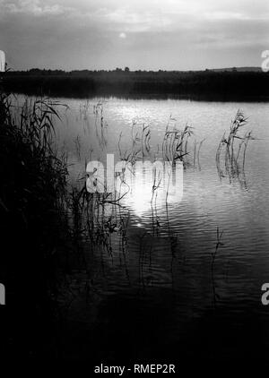 Der federsee im Naturschutzgebiet in der Nähe der Kurstadt Bad Buchau glitzert in der Sonne. Undatiertes Foto. Stockfoto