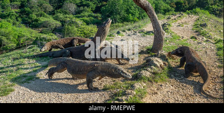 Komodo-warane. Komodo Dragon hob den Kopf und einen Mund öffnen. Größte lebende Echse der Welt. Wissenschaftlicher Name: Varanus komodoensis. Natürliche Stockfoto