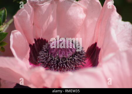 Papaver orientale 'Prinzessin Victoria Louise' Große rosa Oriental Poppy. Crail, Fife, Schottland, Großbritannien. Stockfoto