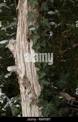 Dünne Snowy Trunk im Winter während der erste Schnee am Weihnachtsmorgen Stockfoto