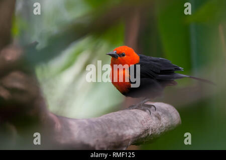 Scharlach - vorangegangen Blackbird (Amblyramphus holosericeus), schöner Vogel aus Südamerika Stockfoto