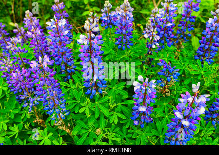 Lupin in voller Blüte im Juni entlang der Seward Highway in der Chugach National Forest Stockfoto