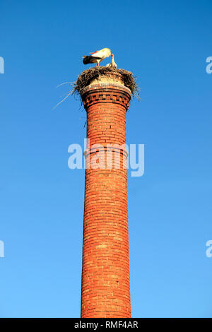 Nistende Störche, auf einem Schornstein, Portimao, Algarve, Portugal Stockfoto