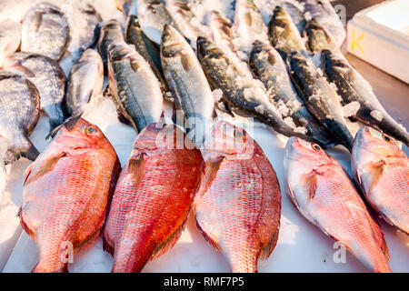 Stapel der frische Norden Red Snapper fischen, Lutjanus campechanusfish, die für den Verkauf auf dem Fischhändler, Meeresfrüchte im freien Markt. Stockfoto