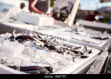 Stapel der frische Europäische Sardelle Fisch für den Verkauf auf dem Fischhändler, Meeresfrüchte im freien Markt. Stockfoto