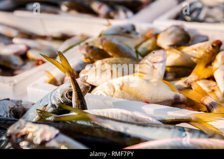 Stapel von verschiedenen frischen Fisch zum Verkauf auf der Fischhändler, Meeresfrüchte im freien Markt. Stockfoto