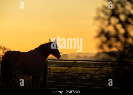 Cardiff, Wales, UK. 14. Februar 2019. Ein Pferd während des Sonnenuntergangs im Tal von Glamorgan als milde Winter Wetter fort. Credit: Mark Hawkins/Alamy leben Nachrichten Stockfoto