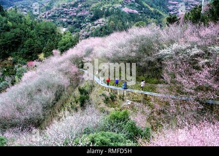 Huangshan, Anhui Chinas Provinz. 14 Feb, 2019. Besucher sehen die Landschaft von Maihuayu Dorf von Shexian County in der ostchinesischen Provinz Anhui, 14.02.2019. Die Punkte der Pflaume Blüten Herald die Ankunft des Frühlings. Credit: Pan Cheng/Xinhua/Alamy leben Nachrichten Stockfoto