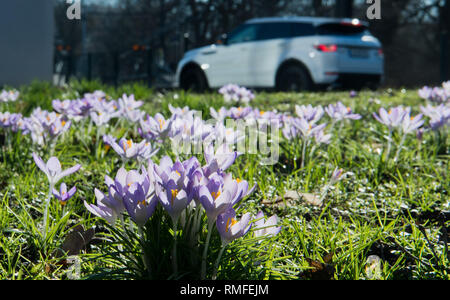 15. Februar 2019, Niedersachsen, Hannover: Ein Auto fährt vorbei an blühenden Krokusse im Frühling - wie Wetter. Foto: Julian Stratenschulte/dpa Stockfoto