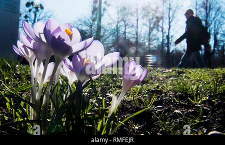 15. Februar 2019, Niedersachsen, Hannover: Eine Frau geht vorbei an blühenden Krokusse im Frühling - wie Wetter. Foto: Julian Stratenschulte/dpa Stockfoto