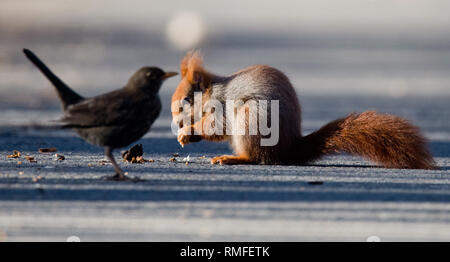 15. Februar 2019, Niedersachsen, Laatzen: ein Eichhörnchen knabbert die Mutter neben einer Amsel. Foto: Julian Stratenschulte/dpa Stockfoto