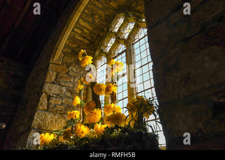 Narzissen in einer kleinen Kirche in Cornwall für eine narzissenfest Stockfoto