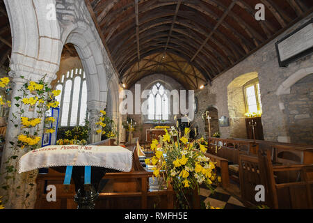 Narzissen in einer kleinen Kirche in Cornwall für eine narzissenfest Stockfoto