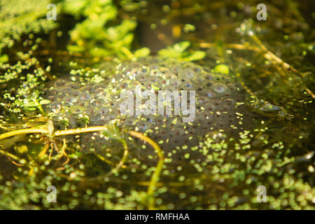 Bexhill, East Sussex, UK. 15. Feb 2019. Eines der ersten Anzeichen des Frühlings. Frosch laichen im Gartenteich wird angezeigt. Stockfoto