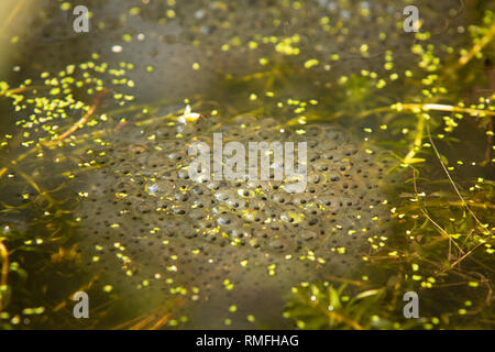 Bexhill, East Sussex, UK. 15. Feb 2019. Eines der ersten Anzeichen des Frühlings. Frosch laichen im Gartenteich wird angezeigt. Stockfoto