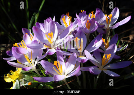 Hampton, Großbritannien. 15. Februar 2019. Krokusse blühen in der warmen Frühlingssonne im Hampton in South West London, wo Temperaturen von 15 Grad Celsius erreicht. Credit: Julia Gavin/Alamy leben Nachrichten Stockfoto