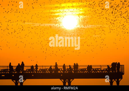 Aberystwyth, Großbritannien. 15. Februar 2019: UK Wetter. Als die goldene Sonne drastisch über die Cardigan Bay am Ende einer anderen Tag der glorreichen Frühling - wie warmes sonniges Wetter, Leute die Pier in Aberystwyth die Zehntausende von Staren in Swooping für die Nacht auf den Wald von Gusseisen Beine unter Victorian seaside von Aberystwyth Pier zum roost zu beobachten. Die Westküste Stadt ist einer der wenigen städtischen Quartieren im Land und zieht Menschen aus der ganzen UK, Zeuge der spektakulären nächtlichen zeigt zwischen Oktober und März. Credit: Keith Morris/Alamy leben Nachrichten Stockfoto