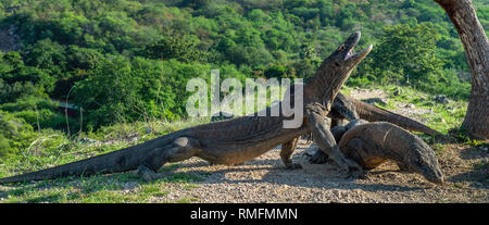 Komodo-warane. Komodo Dragon hob den Kopf und einen Mund öffnen. Größte lebende Echse der Welt. Wissenschaftlicher Name: Varanus komodoensis. Natürliche Stockfoto