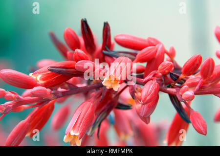 Blühende rote Yucca Pflanze hat Cluster der roten Blüten. Blumen wachsen aus der langen Stiel der Pflanze. Stockfoto