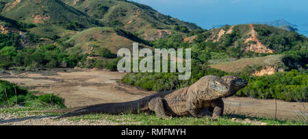 Zweiköpfige Drachen. Komodo Waran (Varanus komodoensis) im natürlichen Lebensraum. Größte lebende Echse der Welt. Insel Rinca. Indonesien. Stockfoto