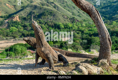 Komodo-warane. Komodo Dragon hob den Kopf und schnüffelt die Luft. Wissenschaftlicher Name: Varanus komodoensis. Natürlicher Lebensraum. Es ist die größte lebende Stockfoto