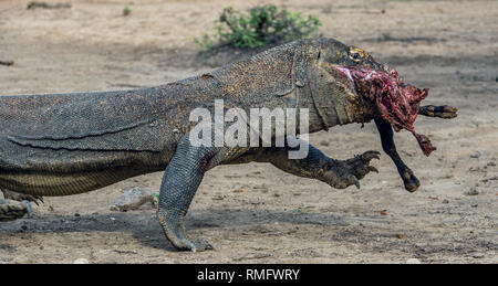 Der Drache Angriffe. Komodo Dragon mit der Beute. Der Komodo Drachen, Wissenschaftlicher Name: Varanus komodoensis, ist das größte lebende Echse in der WORL Stockfoto