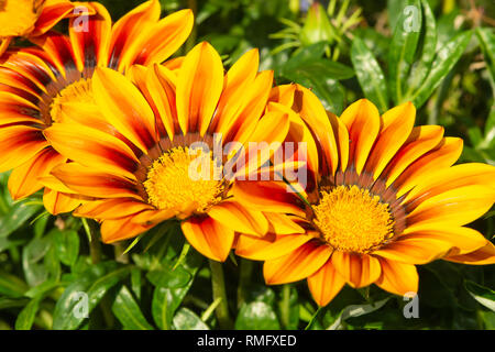 Gazania rigens var Daybreak Red stripe Blumen in voller Blüte Stockfoto