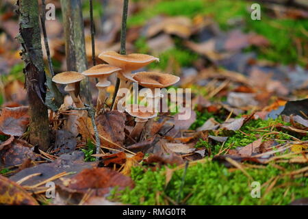 Eine Menge gelb Honig agaric Herbst im Wald auf einem grünen Stump, essbare Pilze sammeln Pilze Stockfoto