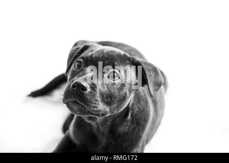 Labrador pit bull mix Welpe auf weißem Hintergrund. Stockfoto