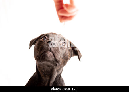 Labrador pit bull mix Welpe auf weißem Hintergrund. Stockfoto